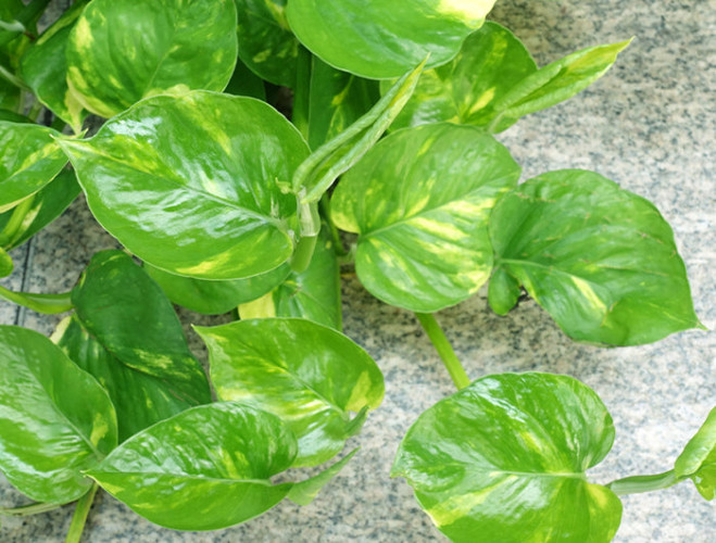 Money plant