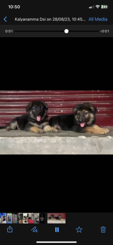 German shepherd