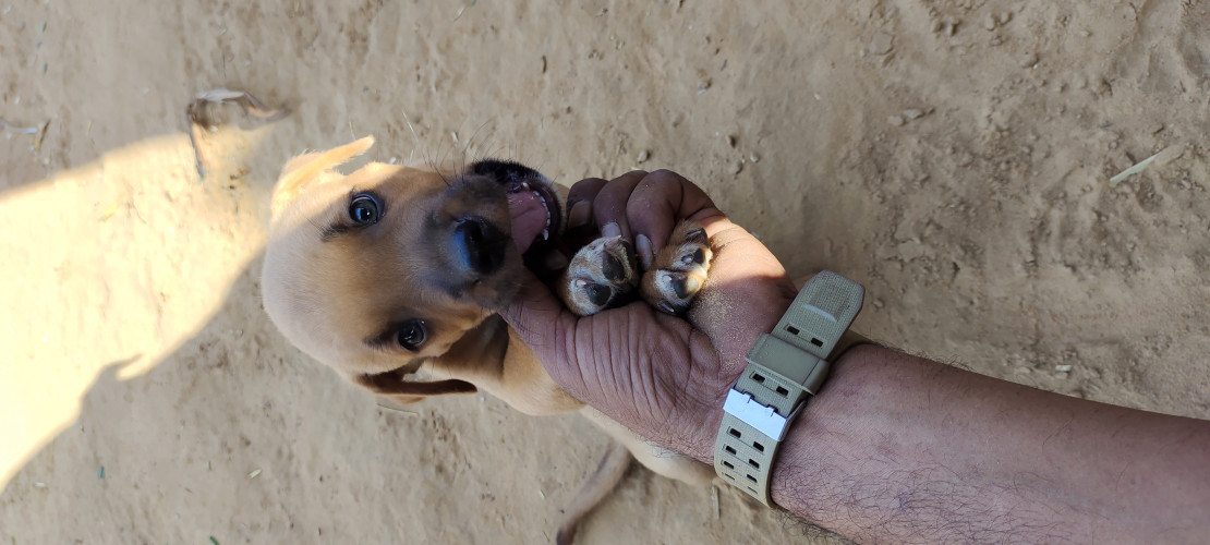 Pitbull puppy