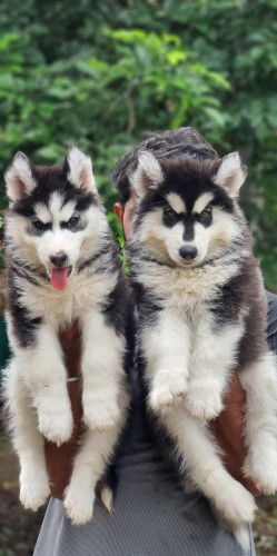 Husky