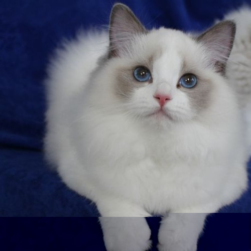 Cats shop all India delivery