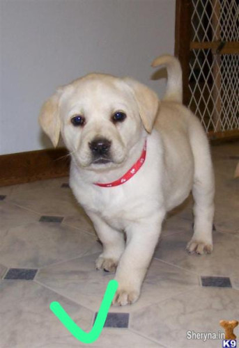 Dogs of home delivery9127530166