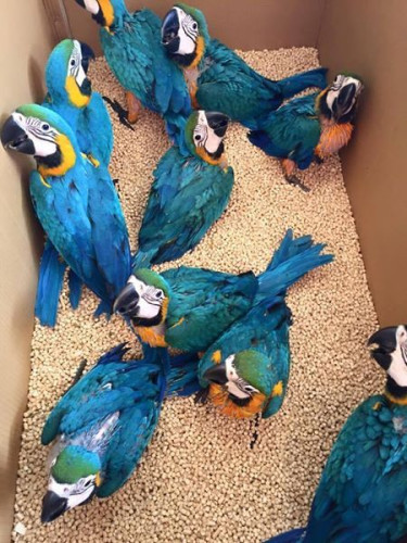 Pets shop home delivery