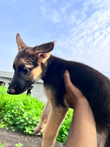 German shepherd