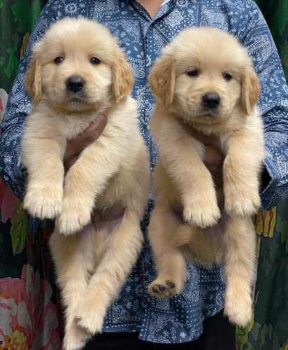 Golden Retriever