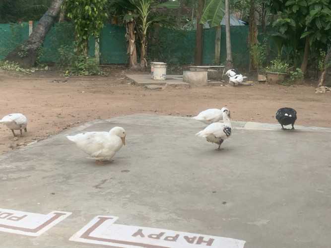 Duck for sale