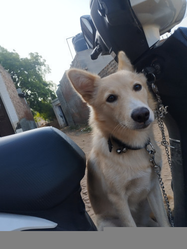 Indian Spitz Dog