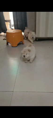 Chow Chow