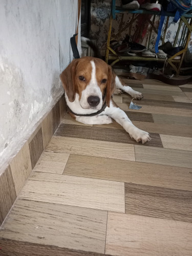 Beagle