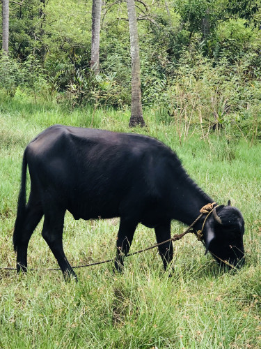 Buffalo for sale