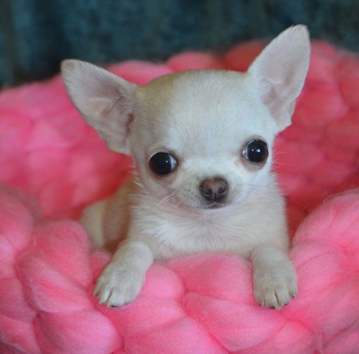 Chihuahua