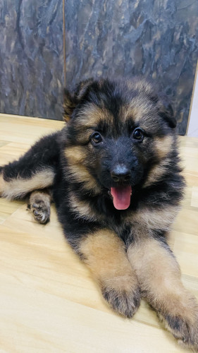 Sheshi(GSD)