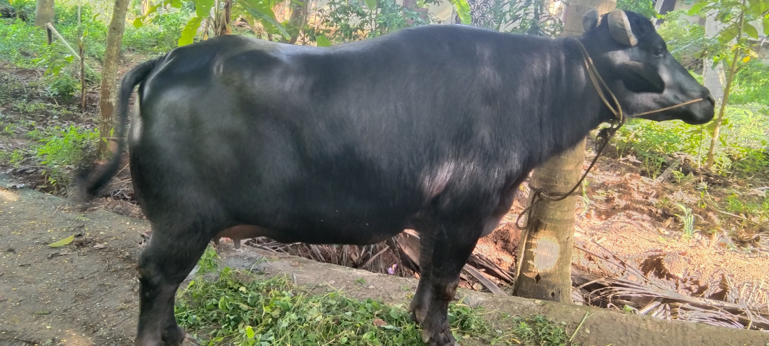 Buffalo for sale