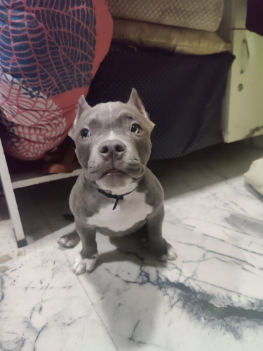 Dog