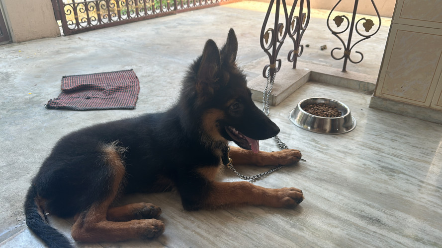 Thaikad Buy&Sell Dogs,Buy dogs online puppies for sale pet dogs