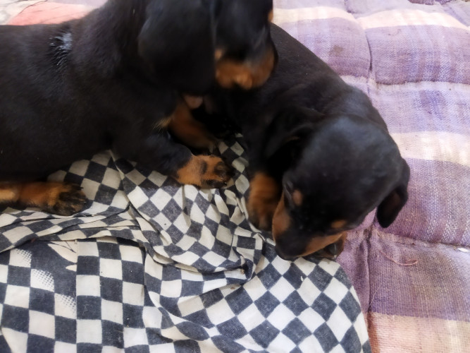 Dash female puppy