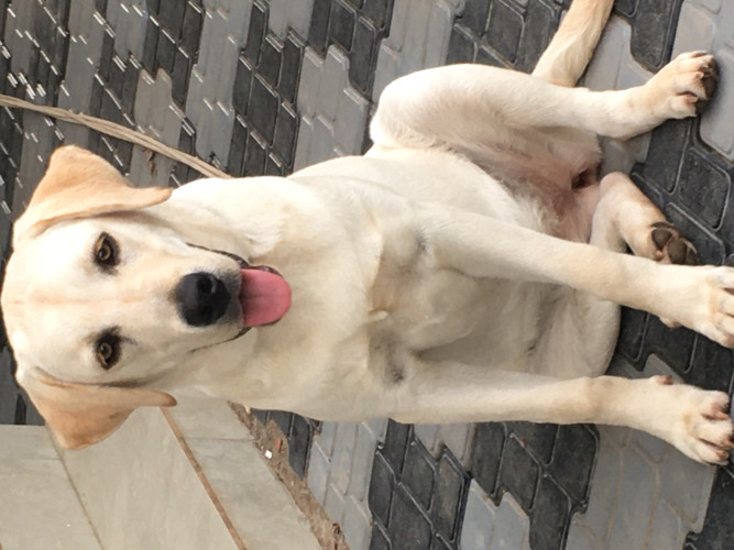 Labrador