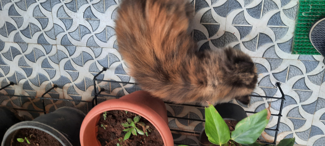 Persian cats