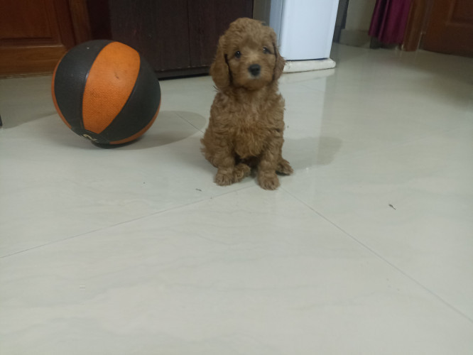 Shih tzu