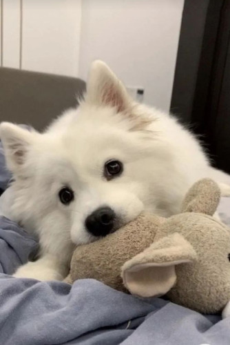 Cross female doggy
