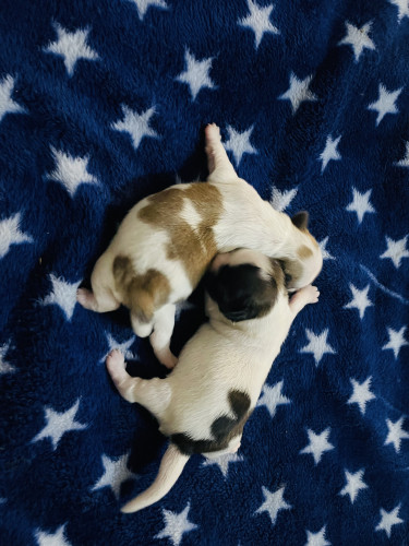 Shihtzu for sale