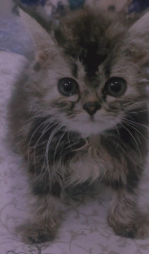 Persion cat