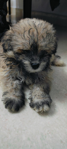 Lhaso apso