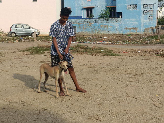 Chippiparai Dog