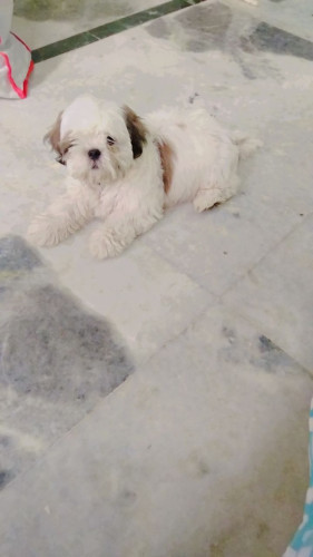 Coco