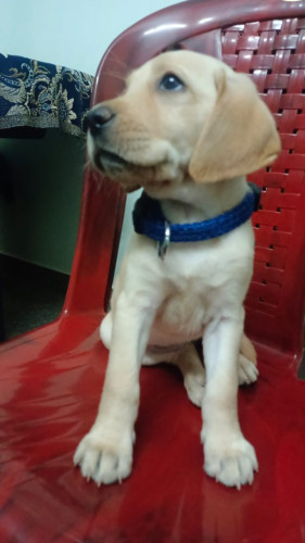 Lab dog