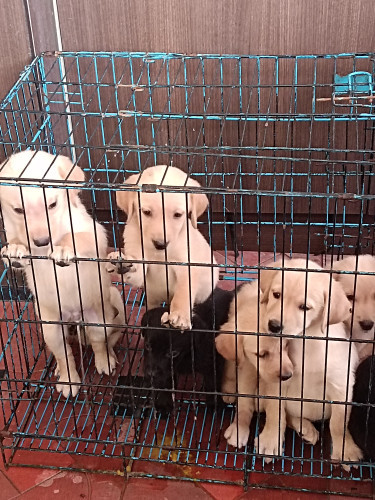 Labrador retriever