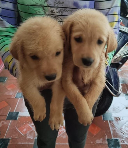 Labrador retriever