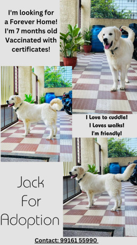 Zacku the Retriever for sale