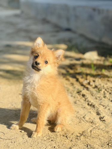 Cultural pom
