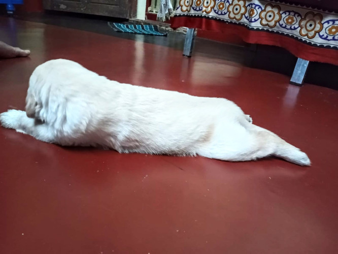 Golden retriever