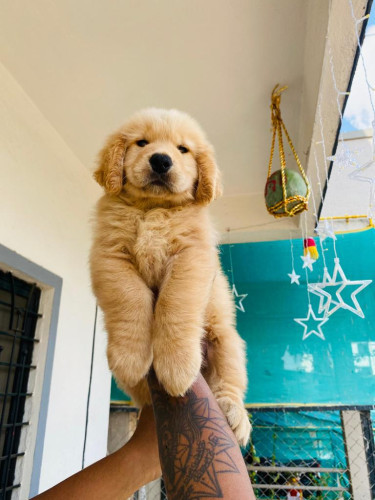 Golden Retriever