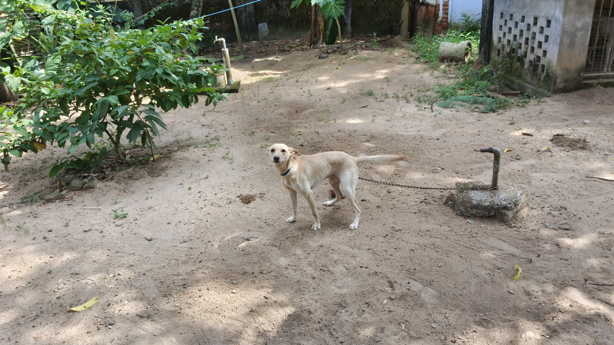 malayan dog female 1 year old