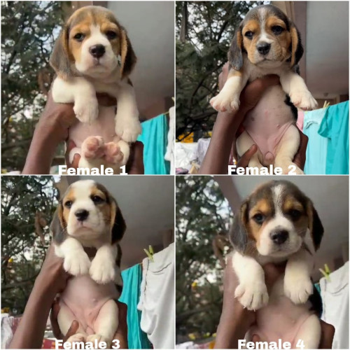 Beagle
