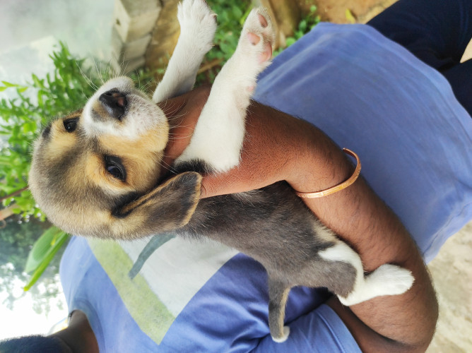 Begal puppy