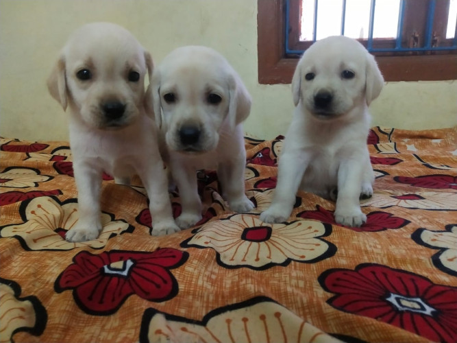 Lab dog