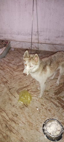 Siberian Husky