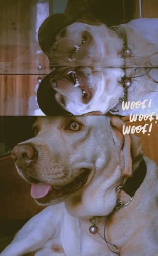 American breed Labrador Stud white