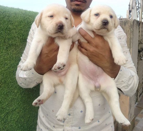 KCI REGISTERED LABRADOR RETRIEVER PUPPY