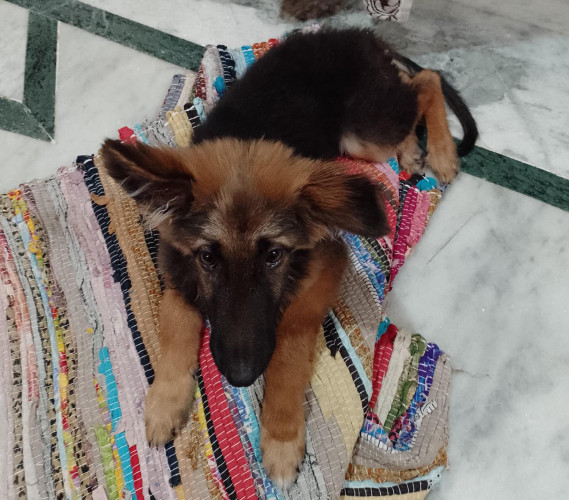 German Shepherd Double Coat (Fully Vaccinated) 4months