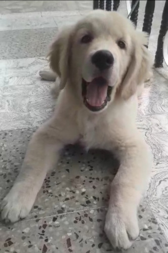 Golden retriever