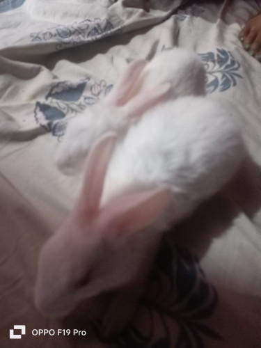 White rabbit
