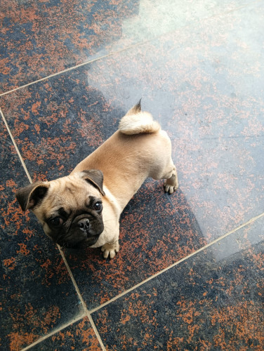 Good puppy