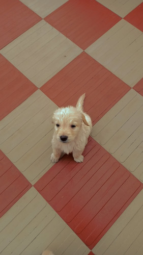 Golden retriever