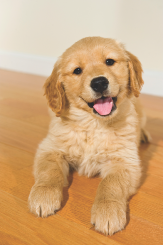 Golden retriever puppies available for sale 7987036124