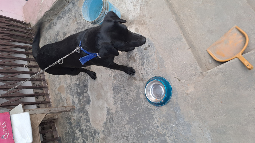 Sell Labrador